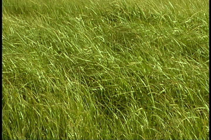 grass