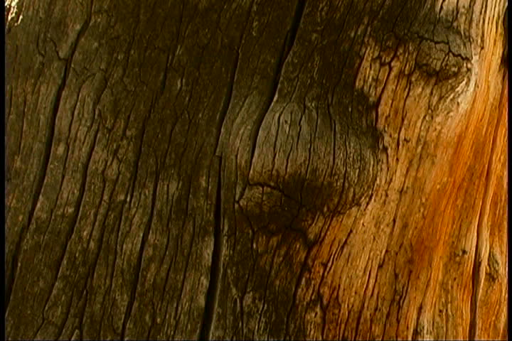 Dogwood barj
