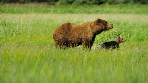 Young Brown Bear cubs inquisitive of their surroundings close to their female summer time on Wilderness grasslands shot on RED EPIC, 4K, UHD, Ultra HD resolution