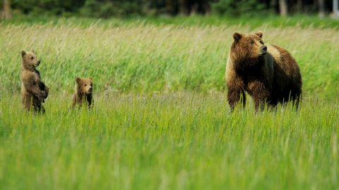 Young Brown Bear cubs inquisitive of their surroundings close to their female summer time on Wilderness grasslands shot on RED EPIC, 4K, UHD, Ultra HD resolution