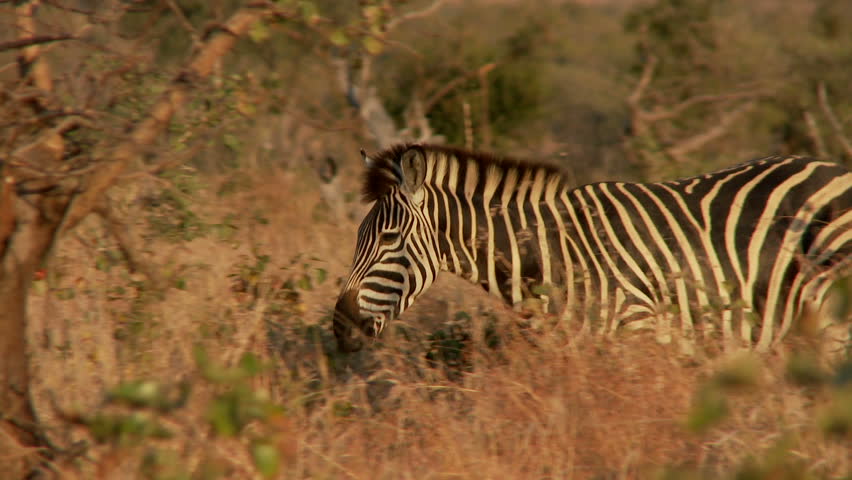 A zebra walks through the bush as a young foal runs from behind towards the end