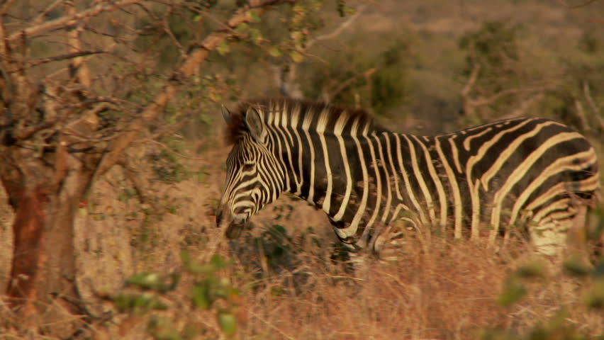 A zebra walks through the african bush during sunrise
