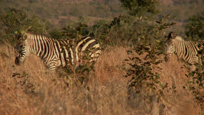 A zebra herd walk through the african bush during the early morning sun