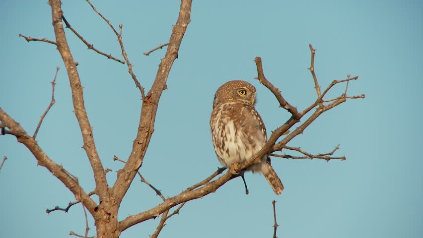  pearl spotted owl looking around in all directions during the day 