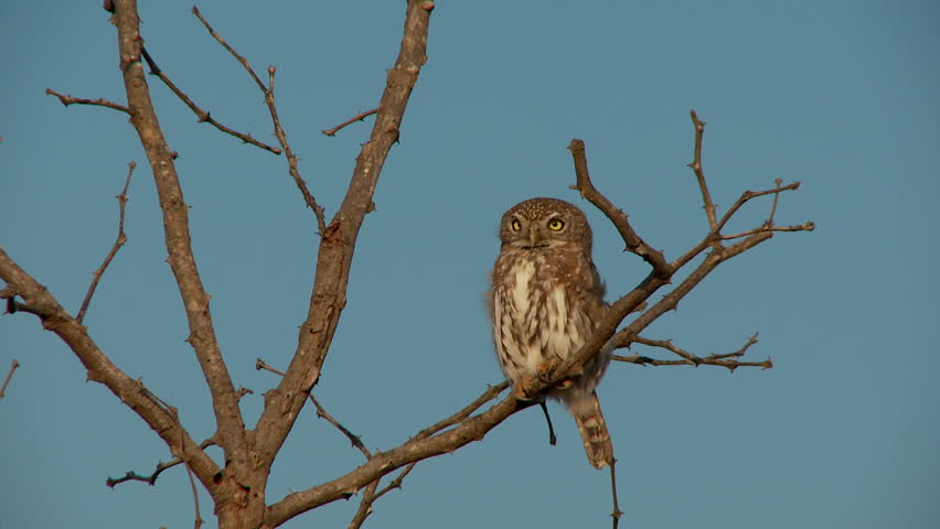A pearl spotted owl twisting its neck around in all directions