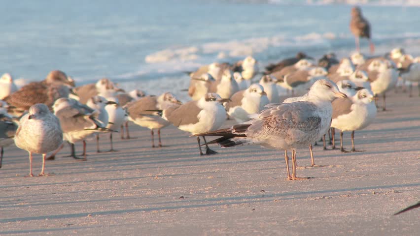 A flock of seagulls gather on the beach in the early morning sun.  In 4K