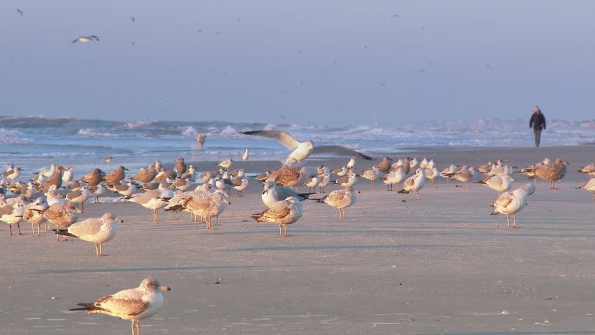 A man walks along the beach near a flock of seagulls.  In 4K UltraHD.