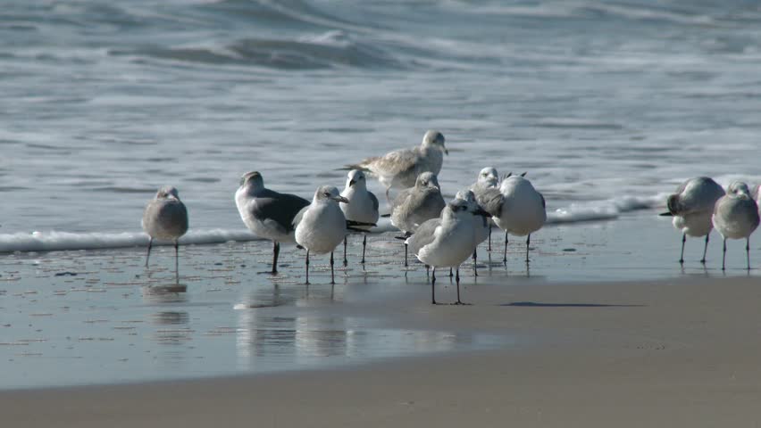 A 4K closeup shot of seagulls standing on a beach.
