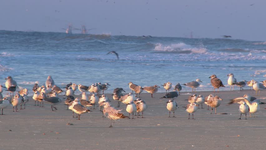 A flock of seagulls gather on the beach in the early morning sun.  In 4K