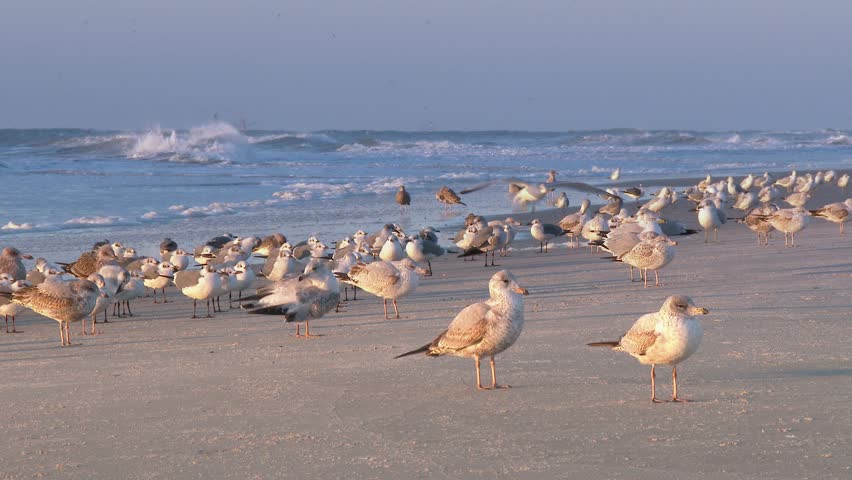 A flock of seagulls in the beach fly away in slow motion.  In 4K UltraHD.