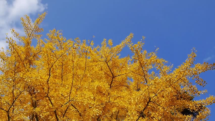 Autumn ginkgo trees in a soft breeze