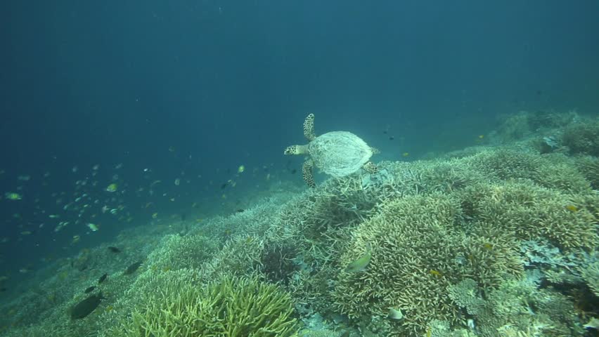 Hawksbill sea turtle underwater over coral reef in the Raja Ampat islands, West Papua | Shutterstock HD Video #5205080