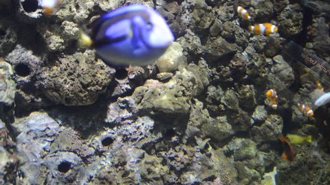 Nemo Clownfish Anemonefish