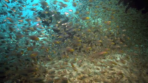 Shoal of Pygmy Sweeper (Parapriacanthus ransonneti) fish moving rapidly amongst coral reef in the Raja Ampat islands, West Papua