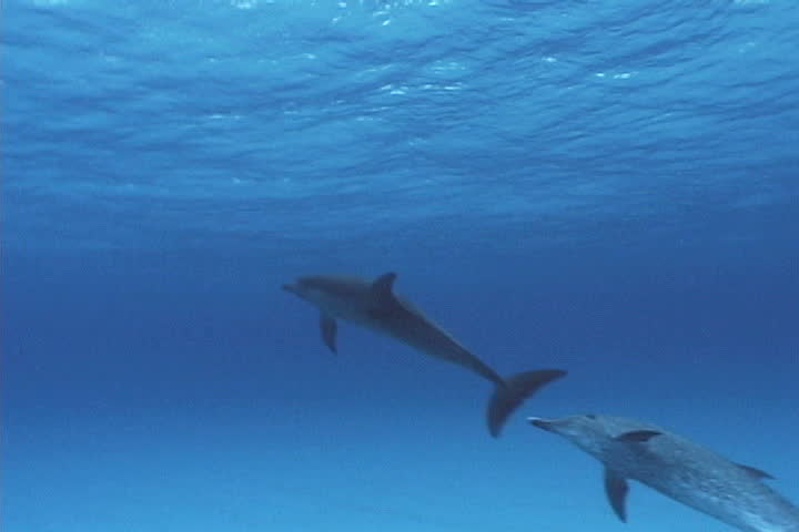 Atrantic spotted dolphin | Shutterstock HD Video #52075