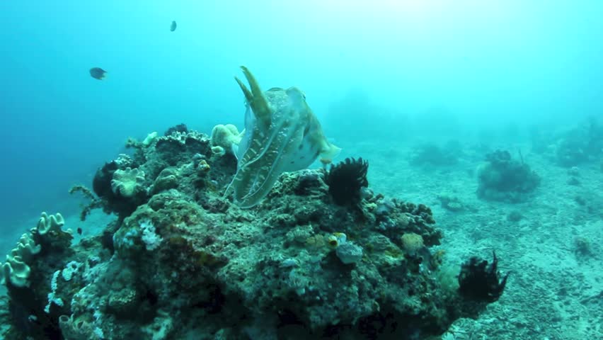 A Broadclub cuttlefish (Sepia latimanus) changes color as it swims slowly across
