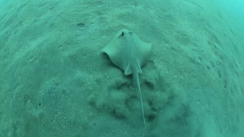 A Bluespotted stingray (Neotrygon kuhlii) cruises across a sand slope in Lembeh Strait, Indonesia. This small stingray feeds on shrimp, small fish, mollusks, crabs, and worms that exist in the sand.