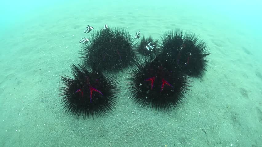 Fire urchins, with venomous spines, aggregate together in Lembeh Strait during