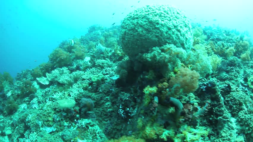 Corals and other invertebrates compete for space to grow and food resources on a