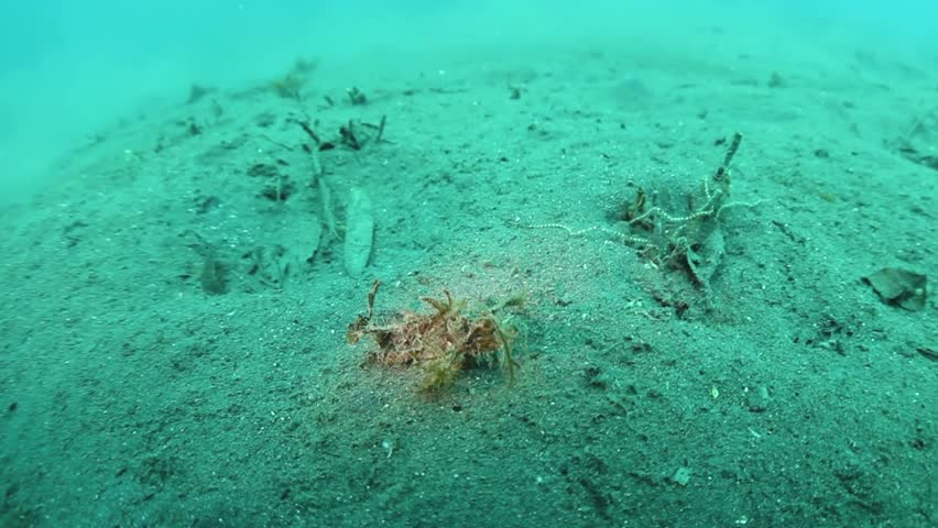 An Ambon scorpionfish (Pteroidichthys amboinensis) uses effective camouflage to