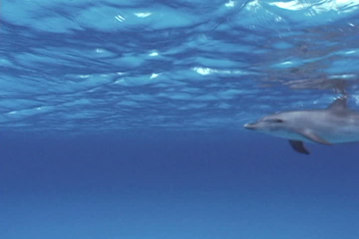 Atrantic spotted dolphin