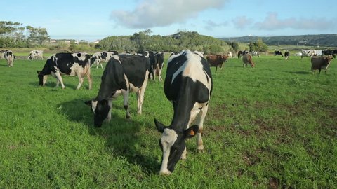 Dairy cattle in field, Terceira Island, Azores, Portugal