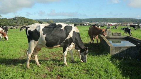 Dairy cows in field, Terceira Island, Azores, Portugal