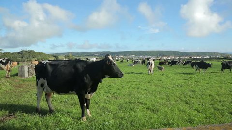 Dairy cow in field, Terceira Island, Azores, Portugal