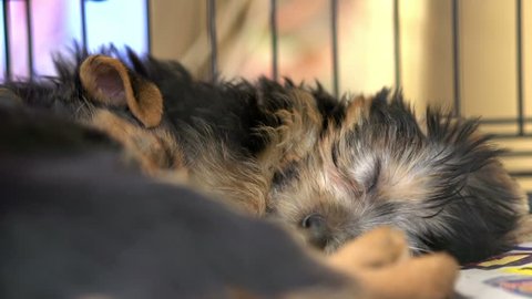 Puppies sleeping in cage Stock Video