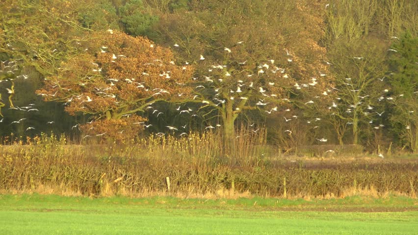 Flock of white gulls swooping over a field during the autumn