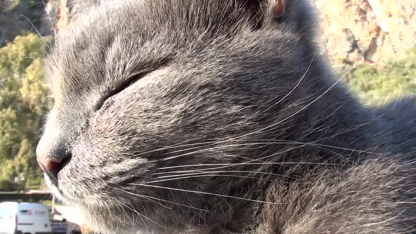 Dozing cat with green eyes, close up
