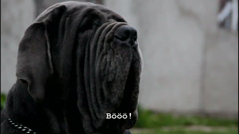 Black neopolitan mastiff that has a chain on its neck as it continuously blinks and looks around.