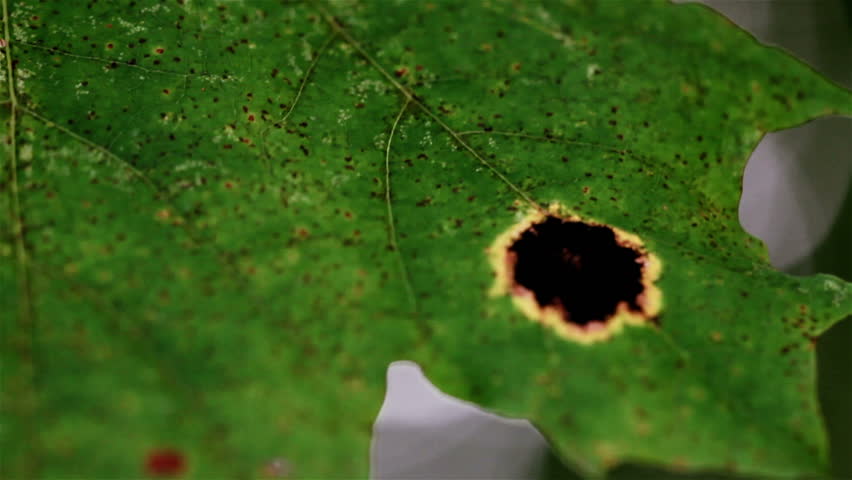 Болезнь герани пятнистость листьев фото