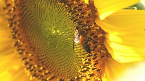Bees are collecting pollen from a sunflower
