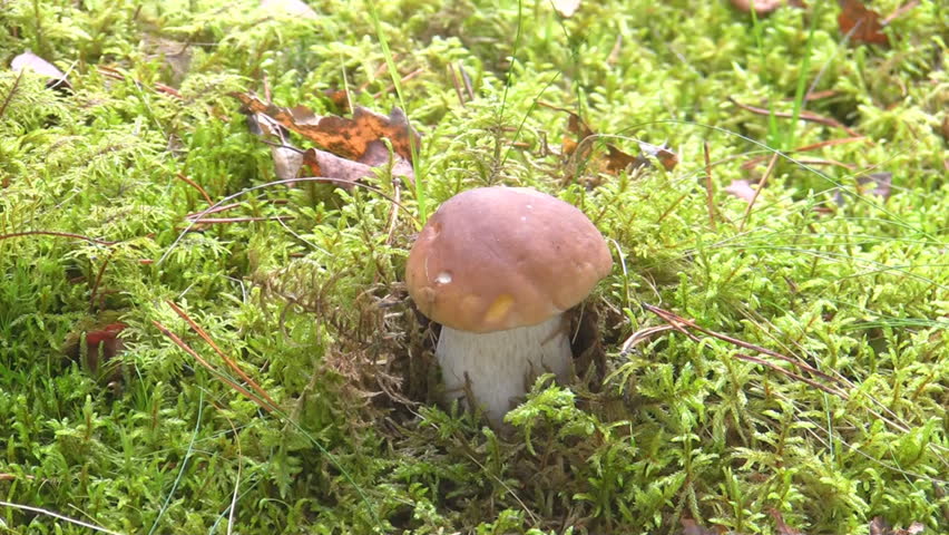 Collecting edible mushrooms