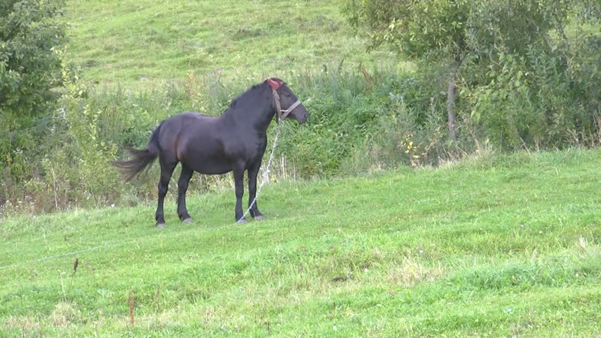 Black horse on green grassy hillside