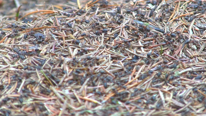 Ants building a nest 