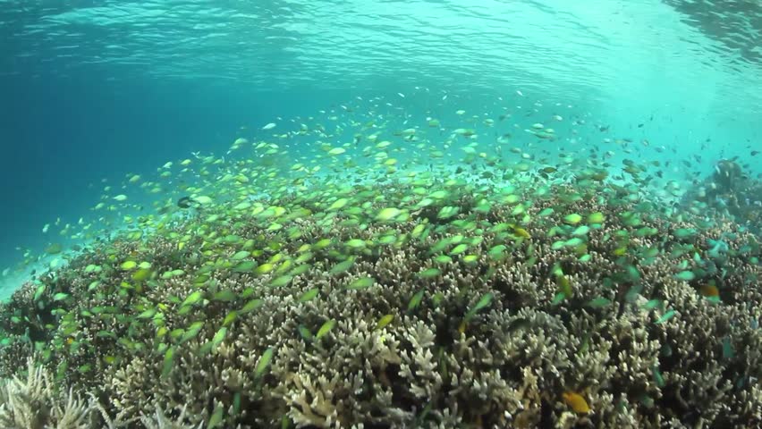 Small reef fishes, mainly Blue green damselfish (Chromis viridis), swim above a