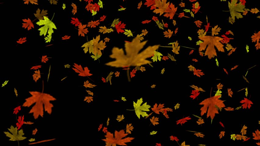 Perfectly seamless loop features colorful fall leaves falling and swirling against a black background. | Shutterstock HD Video #5219960