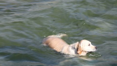 Golden retriever swimming in the water