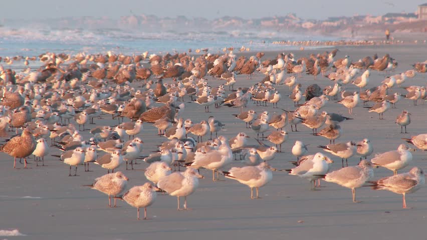 A flock of seagulls gather on the beach in the early morning sun.  60fps