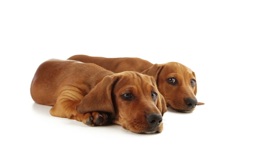 Two dachshund puppy are looking ahead
