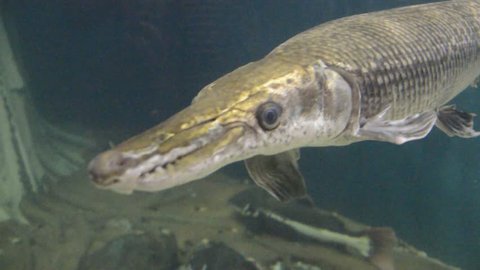 alligator garfish