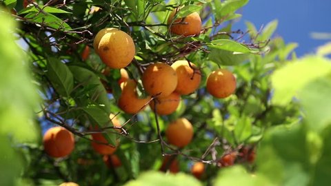 Orangery. Orange trees with fruits on plantation