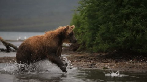 bears fishing 