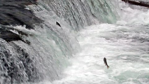 Salmon Jumping up the Brooks Falls in Alaska in Slow Motion