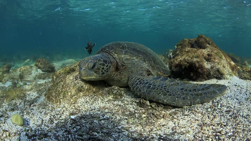 Green Sea Turtle Sleeping On Stock Footage Video (100% Royalty-free