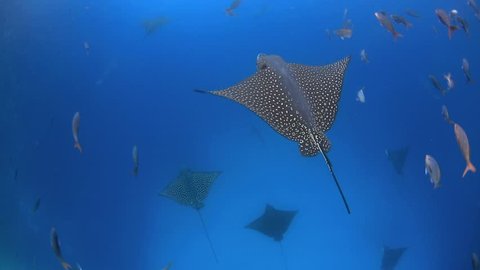 Spotted eagle rays swimming in Kicker Rock channel in the Galapagos Islands