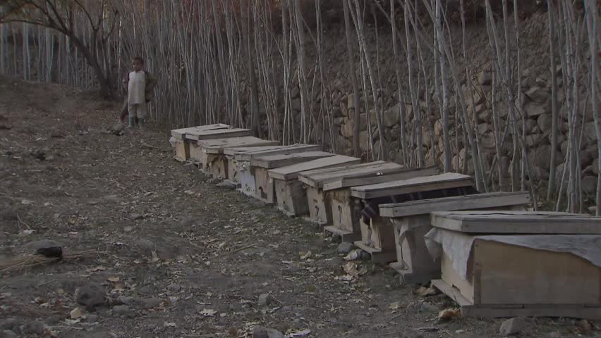 Bee keeping in the northern province of Takhar in Afghanistan became a good business recently. Production export of honey keeps hundreds of families alive. 