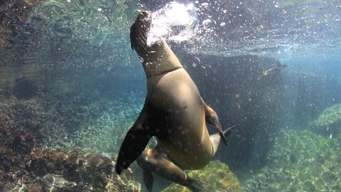 Galapagos sea lion passing camera with piece of rubber stuck around its neck